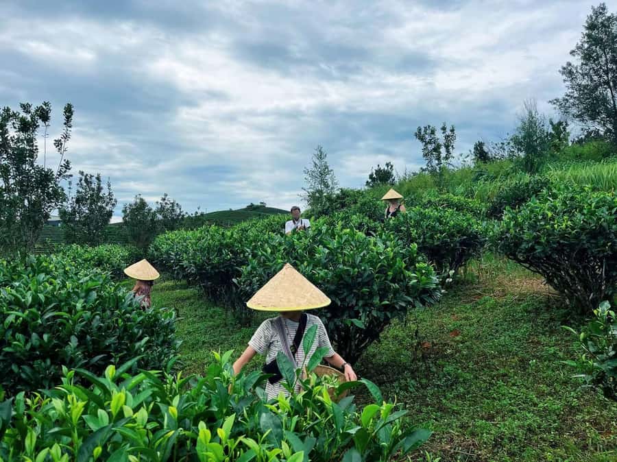 Puer Tea Picking and Tasting | 6 Hour Morning Trip - Walking the Pu’er plantation