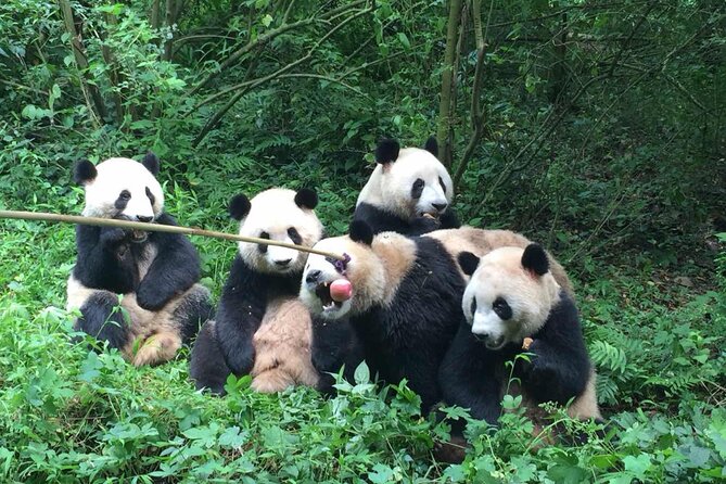 Sanxingdui Museum+Chengdu Panda Base or Jinsha Site Tour - Who should choose this Chengdu day trip?