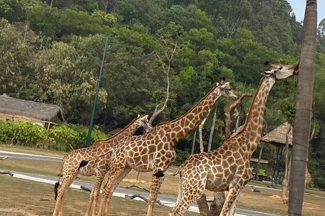 See Panda Guangzhou Chimelong Safari Park and Circus Private Tour - Key points to know before you book