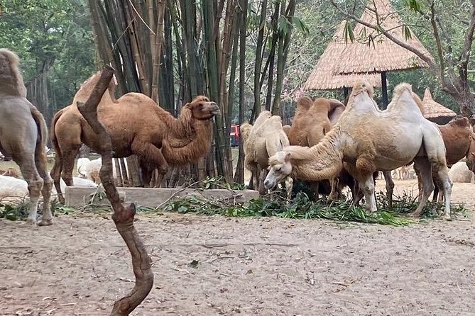 See Panda Guangzhou Chimelong Safari Park and Circus Private Tour - The guide is the key part of the experience