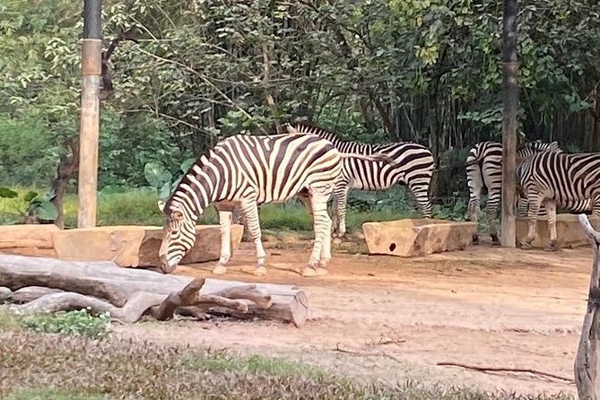 See Panda Guangzhou Chimelong Safari Park and Circus Private Tour - Practical details that can affect your decision
