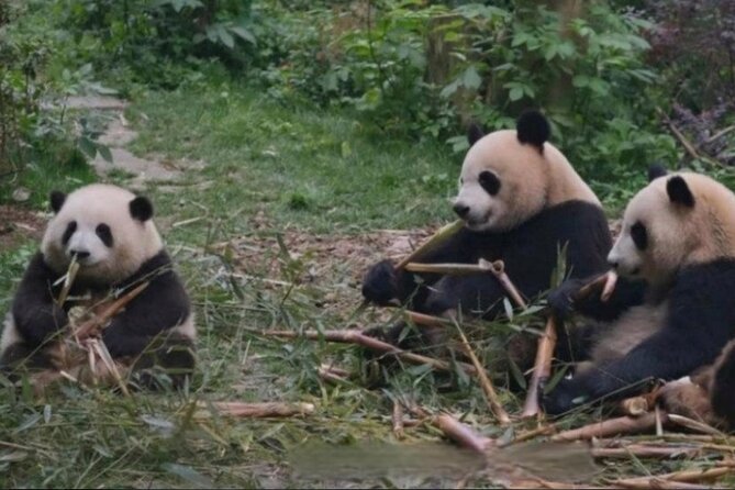See Panda Guangzhou Chimelong Safari Park and Circus Private Tour - Inside Chimelong Safari Park