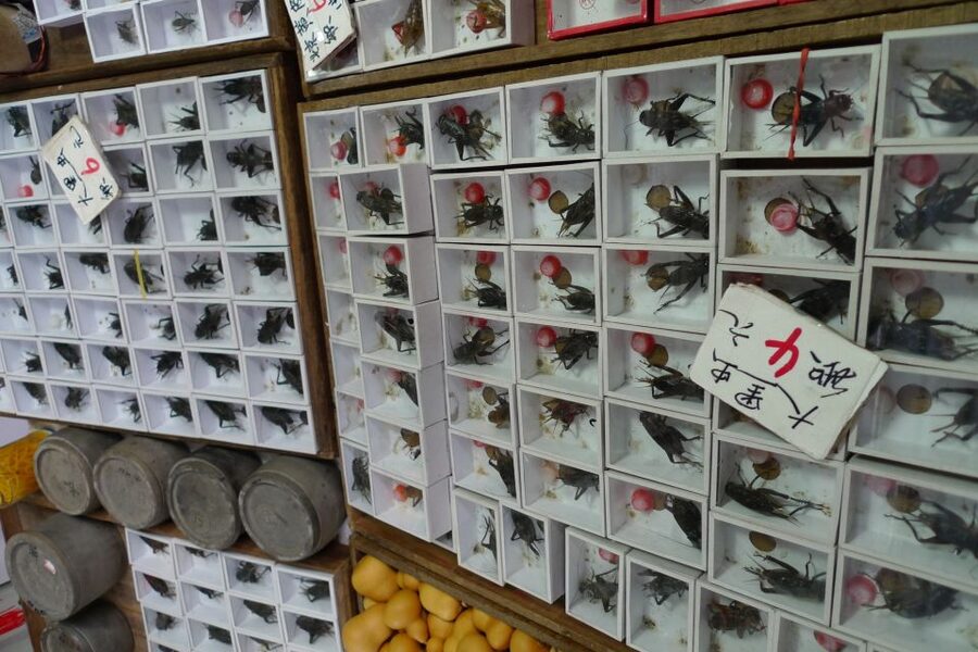 Shanghai: 3-Hour Old Shanghai City Tour - Should You Book the Old Shanghai City Tour?