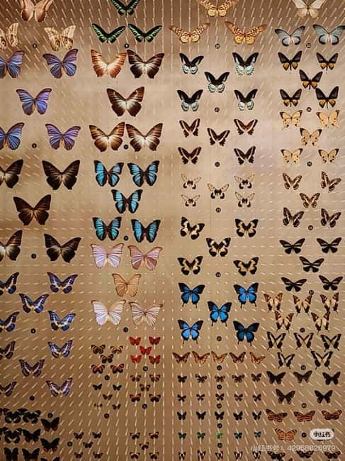 Shanghai: Natural Museum tickets with guide(optional) - Starting at 510 West Beijing Road