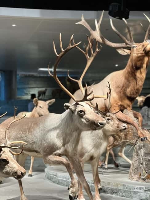 Shanghai: Natural Museum tickets with guide(optional) - Ten exhibition areas, from origins to Shanghai