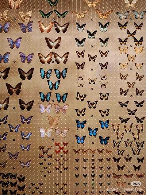 Shanghai: Natural Museum tickets with guide(optional) - Should you book the Shanghai Natural History Museum?