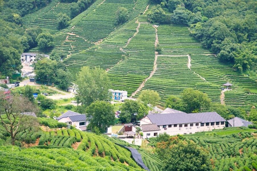 Shanghai: Private Guided Tour to Hangzhou by Bullet Train - Longjing tea fields, tasting, and lunch