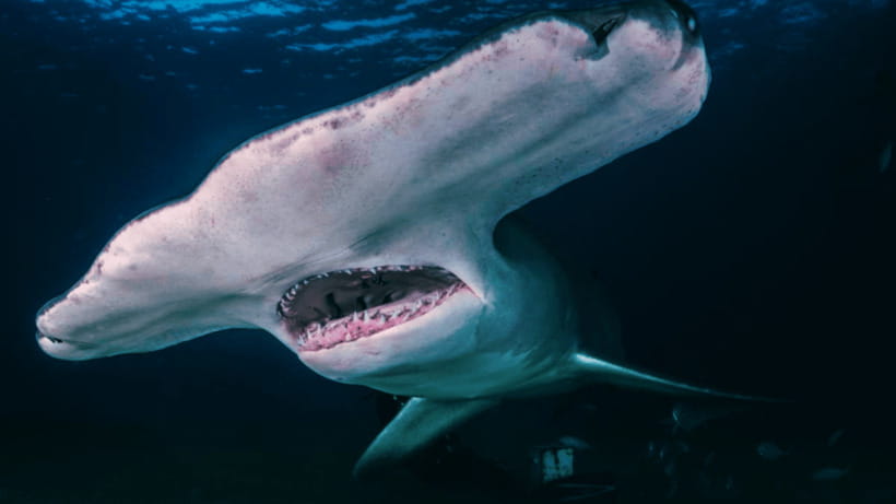 Shanghai: The Marine Wonders at Shanghai Ocean Aquarium - Why the Shanghai Ocean Aquarium is worth your time