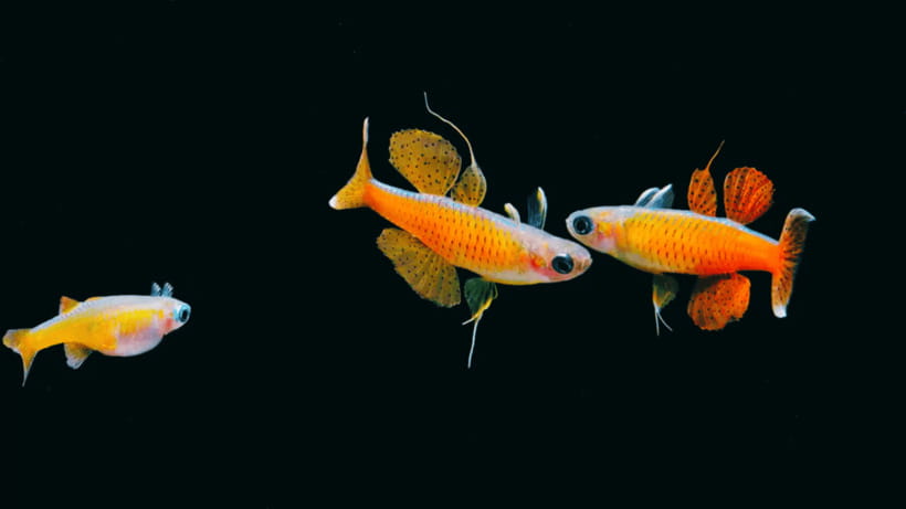 Shanghai: The Marine Wonders at Shanghai Ocean Aquarium - A practical plan for your one-day visit