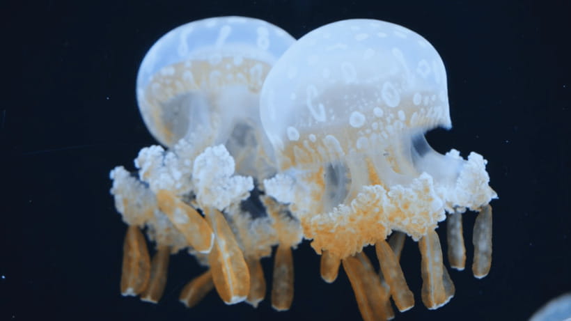 Shanghai: The Marine Wonders at Shanghai Ocean Aquarium - Who will enjoy it most