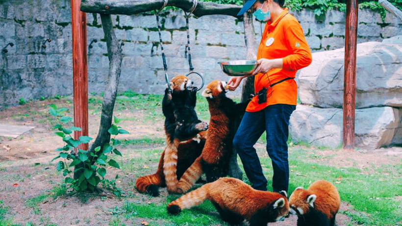 Shanghai: Wild Animal Park Ticket - Key points to know before you go