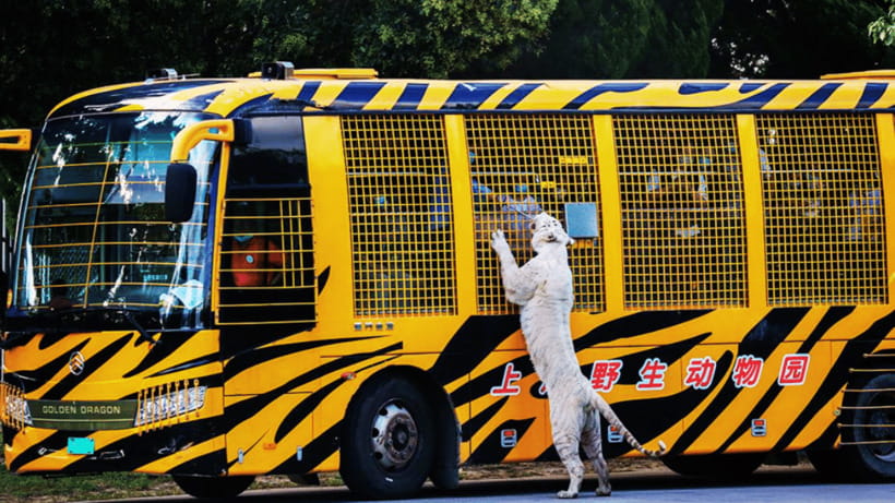 Shanghai: Wild Animal Park Ticket - What the $40 ticket gives you