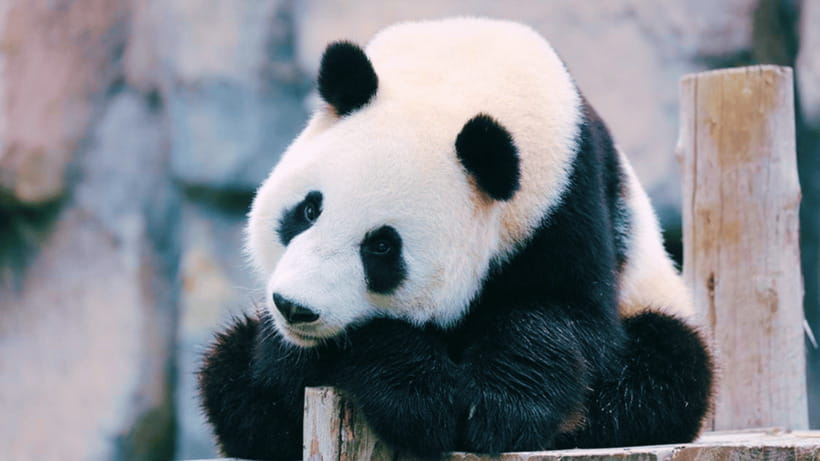Shanghai: Wild Animal Park Ticket - The safari bus and free-roaming animals