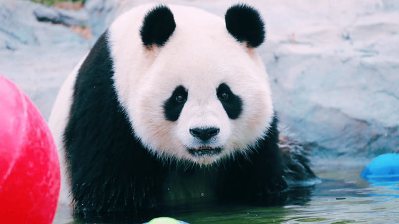 Shanghai: Wild Animal Park Ticket - Pandas, giraffes, and white tigers