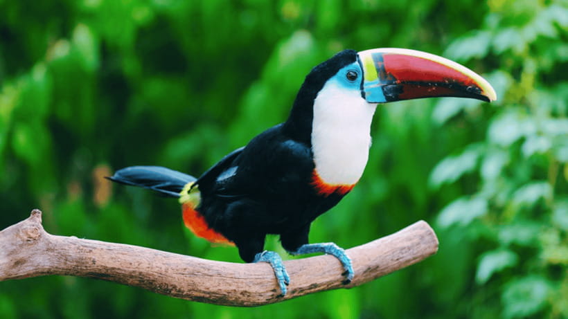 Shanghai: Wild Animal Park Ticket - Shows and wildlife education