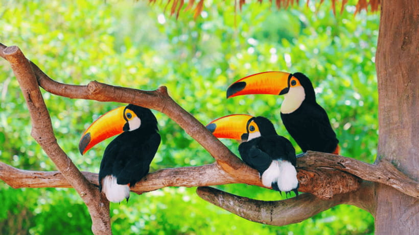 Shanghai: Wild Animal Park Ticket - Feeding, camel rides, and other interactions