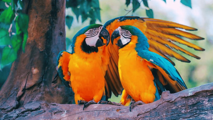 Shanghai: Wild Animal Park Ticket - Booking and cancellation details to check