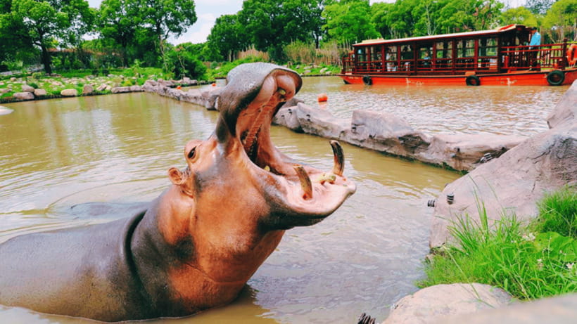 Shanghai: Wild Animal Park Ticket - Starting at the main entrance