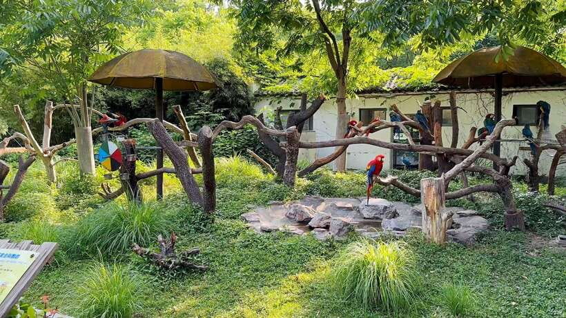 Shanghai: Zoo and Zhujiajiao Water Town Tour with Boat Ride - Starting with Shanghai Zoo and its famous pandas