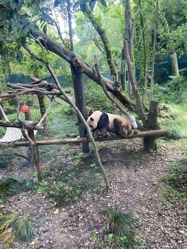 Shanghai: Zoo and Zhujiajiao Water Town Tour with Boat Ride - The canal boat ride is the quiet highlight