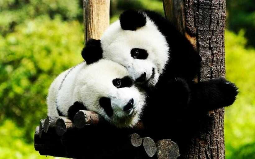 Shanghai: Zoo and Zhujiajiao Water Town Tour with Boat Ride - Who will enjoy this Shanghai day trip most