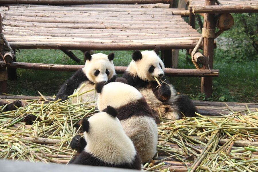 Sichuan: Big Panda Volunteer Day tour - Lunch and the return to the enclosures