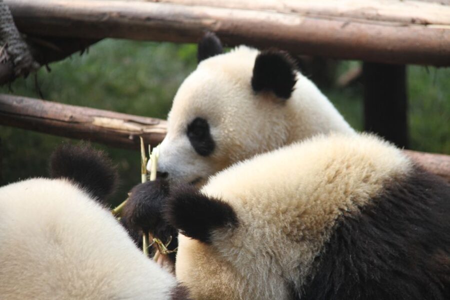 Sichuan: Big Panda Volunteer Day tour - The optional panda cub photograph