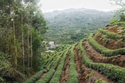 Tea Village in lost Town and Buddha 1 day tour