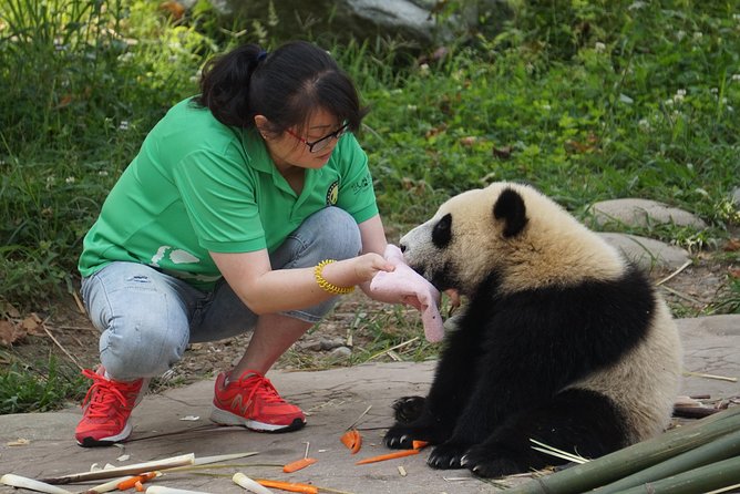 Visiting Dujiangyan Yaan Wolong Panda Base Optional Volunteering - What the $234 Price Really Buys You