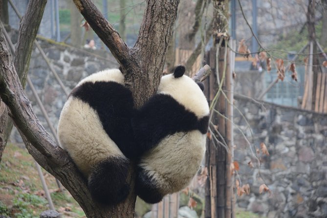 Visiting Dujiangyan Yaan Wolong Panda Base Optional Volunteering - Orientation, Uniforms, and the Work Behind Panda Care