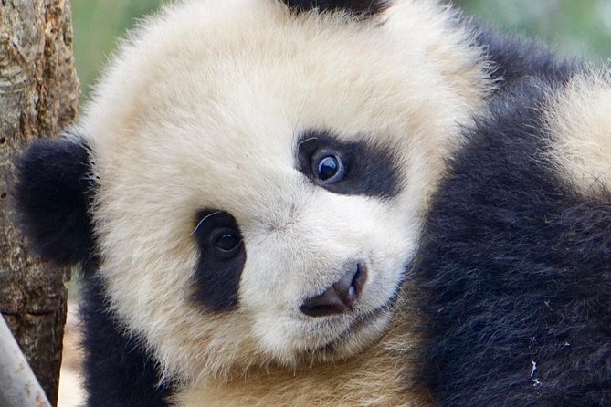 Visiting Dujiangyan Yaan Wolong Panda Base Optional Volunteering - The Guide Makes a Big Difference