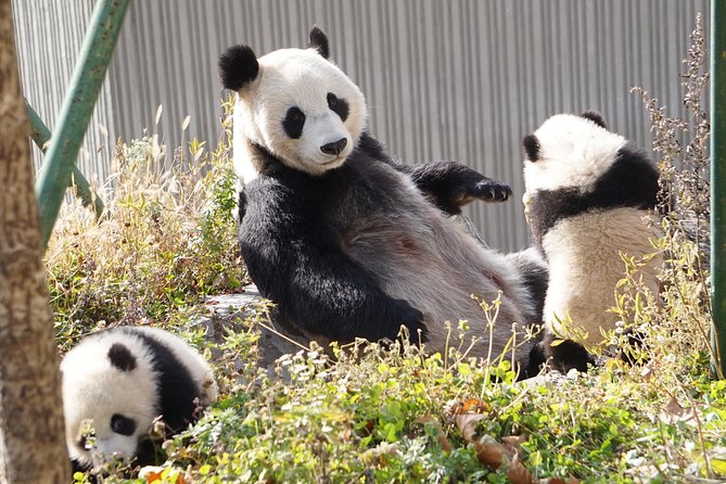 Wolong Panda Base Private Day Tour Optional Volunteering - Why Wolong makes a worthwhile panda day