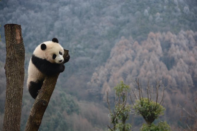 Wolong Panda Base Private Day Tour Optional Volunteering - The 7:00am departure from Chengdu
